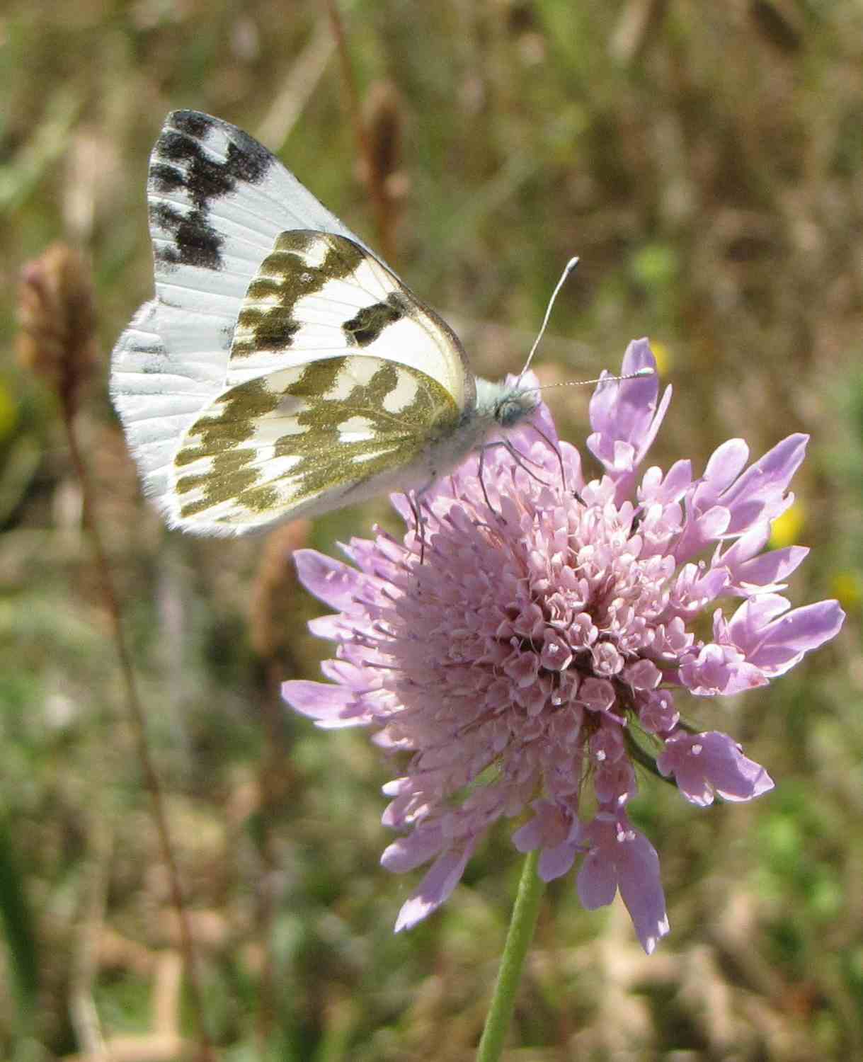 Pieridae: Colias (quale?) e Pontia (quale?)